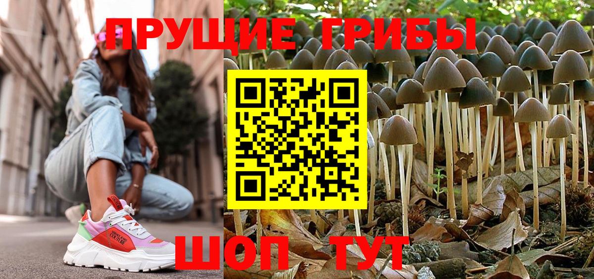 Галлюциногенные грибы Psilocybine cubensis Сыктывкар